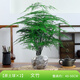 開(kāi)時(shí)果 大文竹盆栽老樁精品植物 大棵文竹室內(nèi)大型綠植盆景源頭直發(fā)包郵 5年大文竹+原土球*2棵/約40-50cm