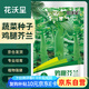 花沃里雞腿芥蘭10g/包 蔬菜種子盆栽陽臺種菜土四季菜籽陽臺/庭院種植