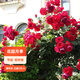 虹越（HONGYUE）經(jīng)典月季盆栽苗3L龍沙寶石黑巴克花園庭院藤本灌木月季花卉KS 【紅色爬藤月季】弗洛倫蒂娜（3L盆栽苗）