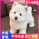 寵邁鑫西高地白梗幼犬軟毛剛毛純種西高地小狗雙血統家養寵物狗小體幼崽 寵物級 精品西高地 公
