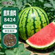 花沃里8424麒麟西瓜種子約60粒 水果西瓜蔬菜種子陽(yáng)臺盆栽庭院田間種籽