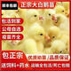現貨大種活鵝苗產(chǎn)蛋鵝正宗大白鵝四季鵝浙東皖西鵝大三花鵝獅頭鵝 家養土鵝（一只價(jià)格6只起發(fā)）