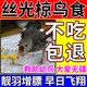 AFTER AUTUMN絲光幼鳥(niǎo)飼料椋鳥(niǎo)吃的面包蟲(chóng)專(zhuān)用鳥(niǎo)食喜鵲小麻雀灰燕鵙通用營(yíng)養糧 1包【救助幼鳥(niǎo)】拒食包退
