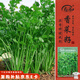 壽禾香菜種子苗大葉秋冬季陽(yáng)臺(tái)盆栽種植 處處留香香菜種子25g約2200粒