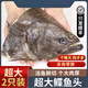 鴉片魚(yú)頭深海野生特大正宗格陵蘭比目魚(yú)頭新鮮冷凍鰈魚(yú)頭商用海鮮 【中號】6兩-1斤/只（二只裝）