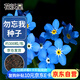 花沃里勿忘我花種子約300粒 花卉種子四季草籽家庭盆栽土陽臺庭院種植