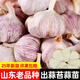 大禹大蒜種子老品種大祘頭蒜種批發(fā)蒜頭山東紫紅皮香蒜出蒜苔蒜苗瓣蒜 蒜頭大蒜種子3斤出蒜苔蒜苗