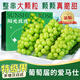 果領(lǐng)隊陽光玫瑰葡萄當(dāng)季脆甜無籽提子青提【京東*多地次日達(dá)】晴王葡萄 5斤【出口級精選大果10克+凈4.5】