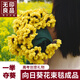 無(wú)印良品手工成品向日葵花束毯子玫瑰花毛毯七夕節禮物送女友對象生日禮物 維蒂【逢考必過(guò) 一舉奪魁】 毛毯直徑110cm【成品手工鉤織】