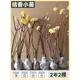 結香花樹(shù)苗盆栽耐寒花卉庭院別墅風(fēng)景植物大樹(shù)園林綠化大苗夢(mèng)冬花 [基地直銷(xiāo)]2年小苗2棵 60cm(含)-69cm(含)