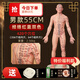天琢媚中醫(yī)經(jīng)絡(luò)針灸人體模型穴位人形模型硅膠練習(xí)可扎針 男款55cm 簡易骨架經(jīng)絡(luò)雙色校準(zhǔn)款