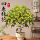 臨雅四季桂花盆栽樹(shù)苗新中式盆景矮樁辦公室綠植物條紋高腳盆源頭直發(fā)