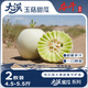 京鮮生 大漠蜜瓜系列 大漠玉菇甜瓜凈重4.5-5斤 2粒 單果2斤起 源頭直發(fā)