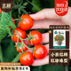 北蔬 矮生番茄種子苗蔬菜紅珍珠小西紅柿種籽 矮生盆栽紅番茄種子50粒