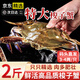 【鮮活發(fā)貨】新鮮海捕特大梭子蟹螃蟹海鮮海蟹飛蟹白蟹中秋禮盒 【鮮活】梭子蟹【2斤5-8只】
