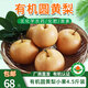 彩虹雨【廠商直發(fā)】南陽(yáng)小空山有機(jī)圓黃梨有機(jī)水果甜蜜多汁 4.5斤小果(10~12枚）