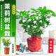 芭芽茉莉花苗盆栽帶花苞九里香老樁驅(qū)蚊水培梔子花卉綠植物室內(nèi)四季開 茉莉花6年苗4-6棵(無盆)+肥料 一盆