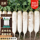 北蔬 白蘿卜種子甜脆南北方秋冬季蔬菜種籽 白玉蘿卜種子10g約1200粒