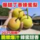 【云南特產(chǎn)】丁香梨小蜜梨新鮮薄皮爆甜多汁蜂蜜梨子孕婦水果整箱 2斤帶箱(凈重1.5斤) 精選裝單果60g+