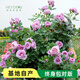 海蒂的花園月季玫瑰花盆栽藍色陰雨粉色龍沙寶石藤本月季源頭直發(fā)包郵 藍色風(fēng)暴1加侖盆 含盆