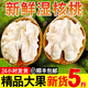 沐小七果蔬 大涼山新鮮濕核桃【多地次日達】去青皮嫩核桃老樹(shù)薄紙皮補腦 SS+級老樹(shù)巨無(wú)霸果王【我蕞甜】 去青皮5斤裝【送夾子】超劃算推薦*凈4