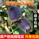 果益壽 新鮮桃金娘鮮果捻子捻子果多尼果泡酒稔子果新鮮山捻子鮮果順豐 500g 新鮮現(xiàn)摘