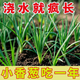 花沃里四季小蔥種子香蔥蔬菜種子大全秋冬季蔬菜種陽(yáng)臺盆栽庭院田間菜籽 花沃里四季小蔥10g*1包