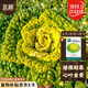 北蔬 黃心菜種子苗黃心油菜玫瑰烏塌菜蔬菜種籽 皇欣1號(hào)黃心菜種子20g