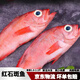 紅石斑魚(yú)鮮活冷凍刺少肉厚大紅魚(yú)龍膽富貴魚(yú)深海海魚(yú)大魚(yú)新鮮海鮮 紅石斑魚(yú)1.8斤-2斤/條 鮮活速凍超大紅石斑魚(yú)4條