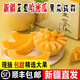 【新疆直發(fā)】正宗新疆哈密瓜甜瓜吐魯番西州蜜25號(hào)網(wǎng)紋瓜水果整箱 至愛蜜瓜8-9斤2-3枚【順豐快遞】