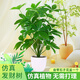 悠梵萌發(fā)財(cái)樹仿真植物盆栽假金錢樹客廳落地假盆景室內(nèi)裝飾假花