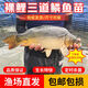 裸鯉魚苗淡水養(yǎng)殖大型裸斑魚食用冷水無甲無鱗鯉魚鏡鯉三道鱗魚苗 裸鯉4-6厘米50條送10%防損【泡沫箱】