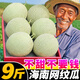 正宗海南網(wǎng)紋蜜瓜10斤新玫瓏蜜瓜疆冰淇淋網(wǎng)紋靜岡哈密瓜新鮮一箱 【9斤】約3~5個，超甜