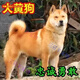 旺園興現(xiàn)貨江蘇本地田園犬幼犬狗崽狗狗活體黃色土狗 田園級 大骨架大黃狗 公 x 幼年犬(45日齡-12月齡)