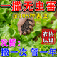 撒施型防蟲(chóng)藥百蟲(chóng)清菌顆粒劑土壤殺蟲(chóng)果蔬菜地殺蟲(chóng)專(zhuān)用肥料驅蟲(chóng)劑 1袋裝【害蟲(chóng)全治】