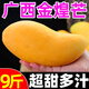 廣西金煌芒新鮮芒果10斤當(dāng)季熱帶水果大青芒超大特大水仙芒果包郵 3斤 【小果】單果150g+丨不甜包賠