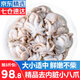 優(yōu)牧冠 八爪魚(yú) 去內(nèi)臟鮮活冷凍迷你小章魚(yú)海鮮軟足類夜宵燒烤食材 【免處理】約8-16只 1斤(凈重)