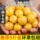 辰實【發(fā)順豐】東北菇娘果 新鮮水果燈籠果 黃姑娘果洋菇娘果 菇?jīng)龉?5斤