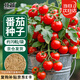 北蔬 小番茄種子苗盆栽陽(yáng)臺(tái)紅珍珠小西紅柿菜籽 盆栽小番茄種子約70粒
