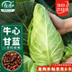 壽禾 牛心甘藍(lán)種子苗卷心菜包菜蔬菜種籽 港翠牛心甘藍(lán)種子100粒*2袋