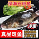 鮮客盈大號新鮮冷凍石斑魚(yú)老虎斑珍珠斑活魚(yú)冷凍斑魚(yú)深海海捕海鮮 石斑魚(yú)1斤（3條）