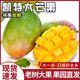 騎猴趕馬 四川凱特芒當季新鮮水果現(xiàn)摘熱帶芒果整箱送禮攀枝花凱特大芒果 凈重4.5斤【單果300-400g】嘗鮮果 果園直發(fā) 顆顆甄選