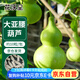 花沃里大亞腰葫蘆種子10粒 花卉種子草籽家庭盆栽陽臺辦公庭院花壇種植