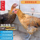 活體小雞苗純種土雞三黃雞麻黃雞烏黑雞品種可選(順豐1天內(nèi)發(fā)貨) 一斤左右高產(chǎn)蛋土雞 6只裝