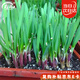 壽禾 韭菜籽種子苗寬葉四季盆栽菜籽 獨(dú)根紅韭菜種子12g約2200粒 