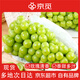 京覓 晴王陽光葡萄 3斤 單果10-12g 玫瑰香印青提 應(yīng)季水果源頭直發(fā)