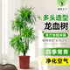 龍血樹客廳大型旺宅綠植龍須樹樹苗盆栽室內(nèi)特大盆景多頭四季植物 大型多頭龍血樹135-155cm-原盆