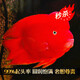 財神魚(yú)紅鸚鵡魚(yú)觀(guān)賞魚(yú)血麒麟魚(yú)起頭財神魚(yú)龍缸配魚(yú)精品飼養 8-10cm財神/11條（包起頭）