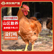 緣琳山 大別山散養(yǎng)100天 童子雞 土公雞 雞肉 新鮮 整雞 優(yōu)選雞肉 1只裝（未打鳴小公雞）