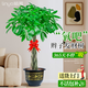 臨雅辮子發(fā)財樹(shù)盆栽客廳大型綠植物招財樹(shù)喬遷開(kāi)業(yè)1.4m福字盆源頭直發(fā)